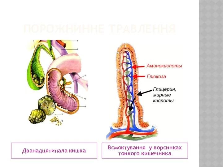 ПОРОЖНИННЕ ТРАВЛЕННЯ Дванадцятипала кишка Всмоктування у ворсинках тонкого кишечника