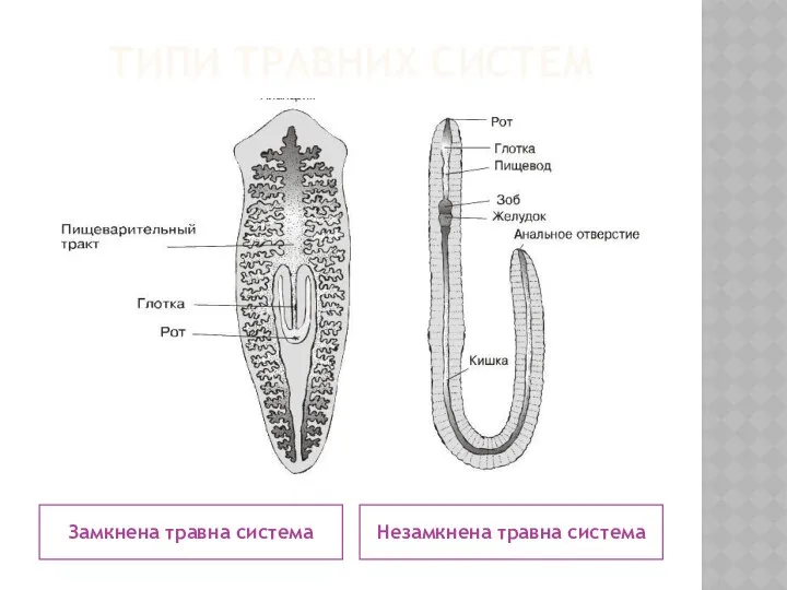 ТИПИ ТРАВНИХ СИСТЕМ Замкнена травна система Незамкнена травна система