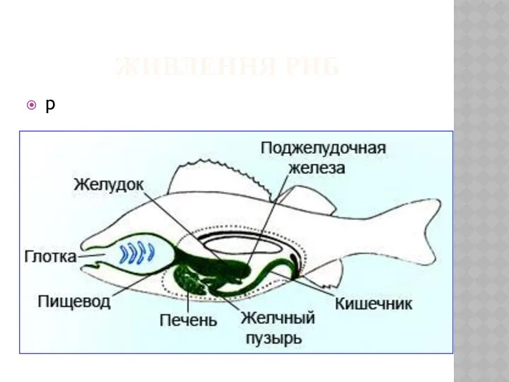 ЖИВЛЕННЯ РИБ р