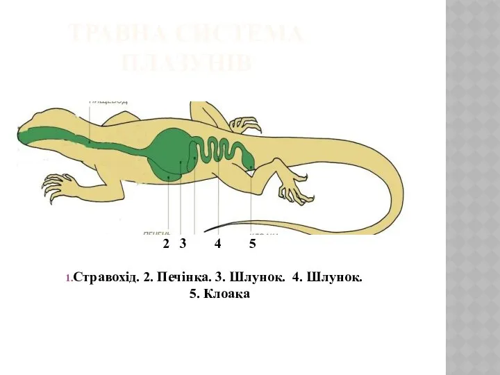 ТРАВНА СИСТЕМА ПЛАЗУНІВ 2 3 4 5 Стравохід. 2. Печінка. 3. Шлунок. 4. Шлунок. 5. Клоака