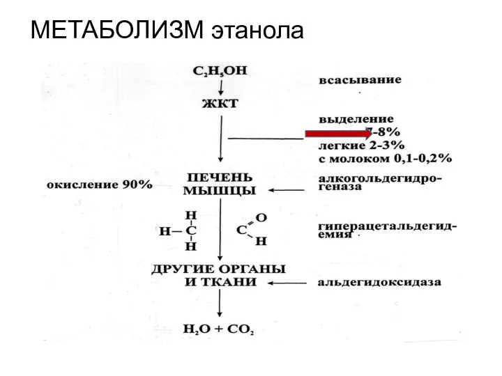 МЕТАБОЛИЗМ этанола