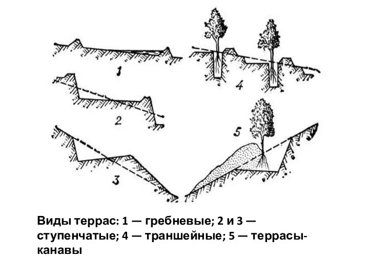 Виды террас: 1 — гребневые; 2 и 3 — ступенчатые; 4 — траншейные; 5 — террасы-канавы