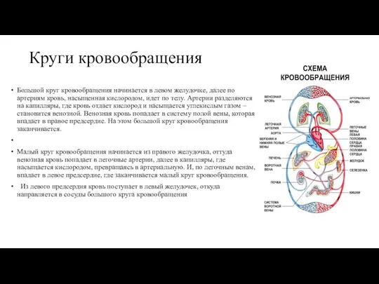 Круги кровообращения Большой круг кровообращения начинается в левом желудочке, далее по