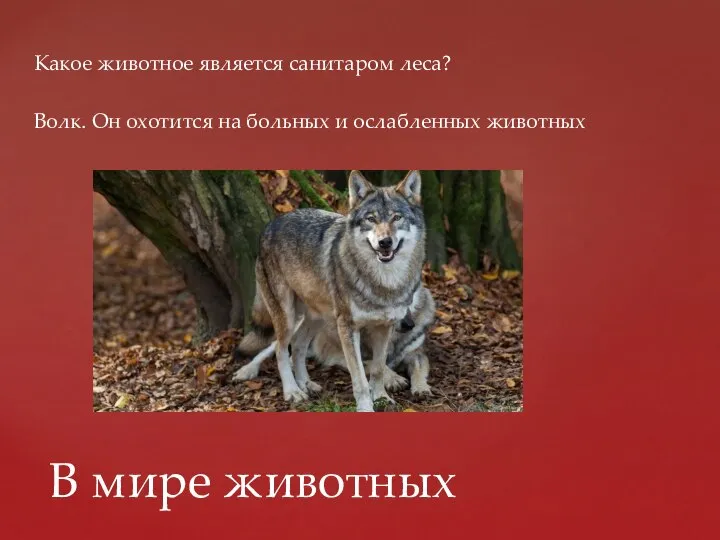 Какое животное является санитаром леса? Волк. Он охотится на больных и ослабленных животных В мире животных