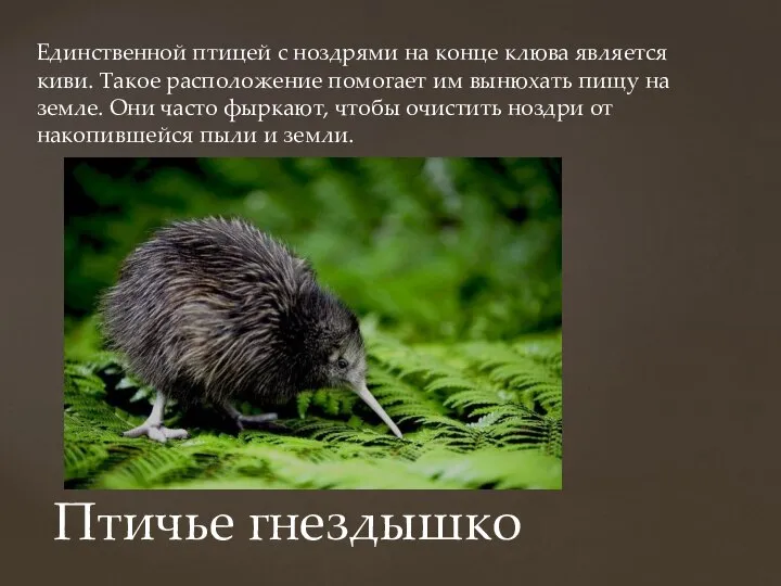 Единственной птицей с ноздрями на конце клюва является киви. Такое расположение