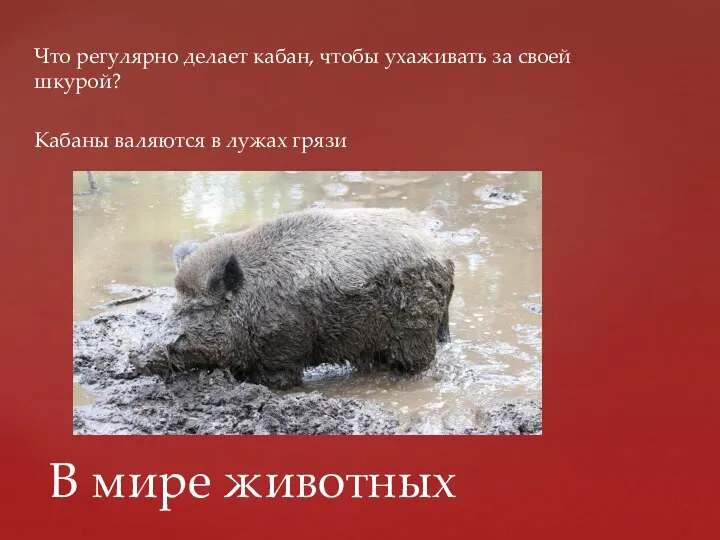 Что регулярно делает кабан, чтобы ухаживать за своей шкурой? Кабаны валяются