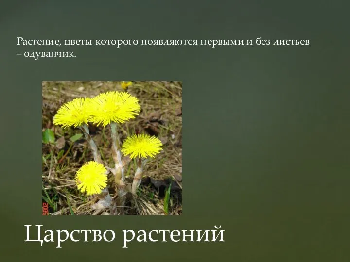 Растение, цветы которого появляются первыми и без листьев – одуванчик. Царство растений