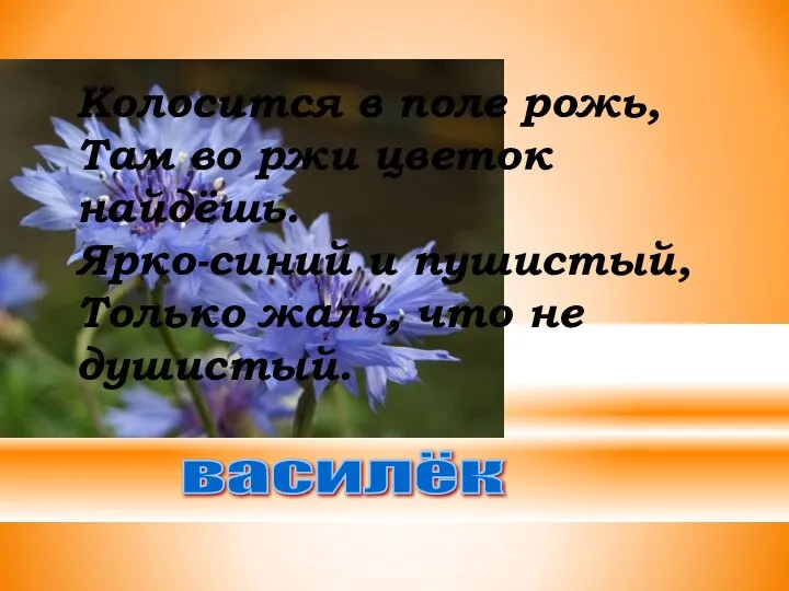 Колосится в поле рожь, Там во ржи цветок найдёшь. Ярко-синий и