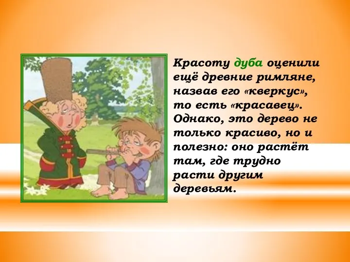 Красоту дуба оценили ещё древние римляне, назвав его «кверкус», то есть