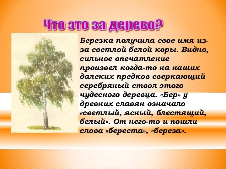 Что это за дерево? Березка получила свое имя из-за светлой белой