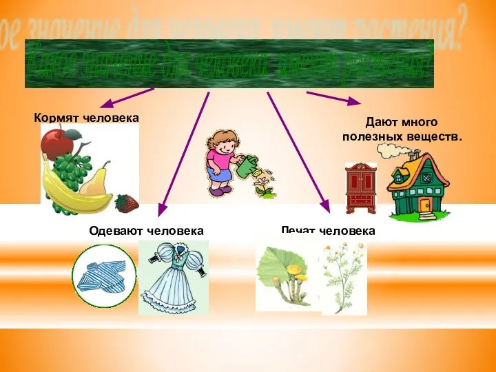 Какое значение для человека имеют растения? Лечат человека Дают много полезных веществ.