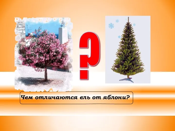 Чем отличаются ель от яблони? ?