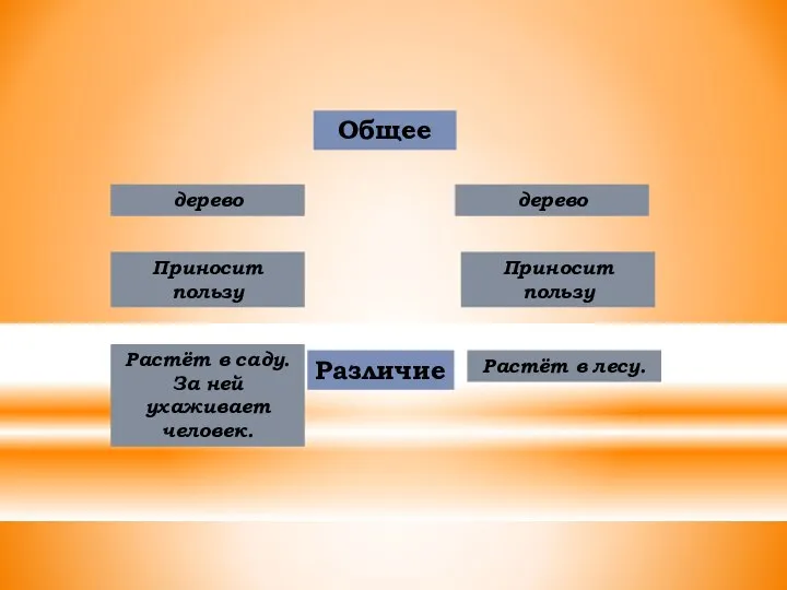 Общее Различие Растёт в лесу. Растёт в саду. За ней ухаживает