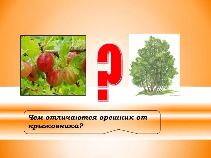 Чем отличаются орешник от крыжовника? ?