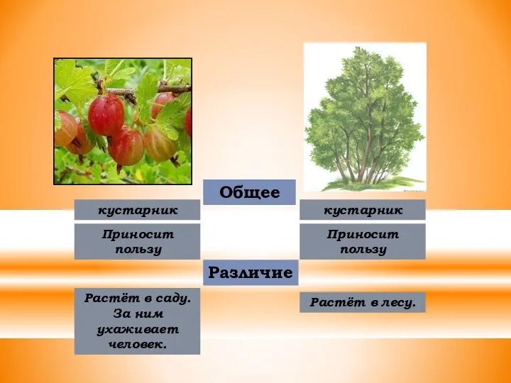 Общее кустарник кустарник Приносит пользу Приносит пользу Различие Растёт в саду.