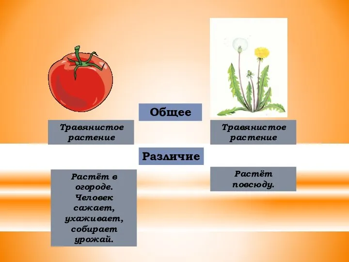 Общее Различие Травянистое растение Травянистое растение Растёт в огороде. Человек сажает, ухаживает, собирает урожай. Растёт повсюду.