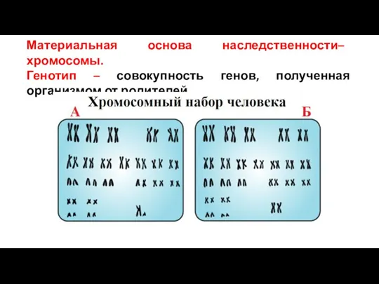 Материальная основа наследственности– хромосомы. Генотип – совокупность генов, полученная организмом от родителей.