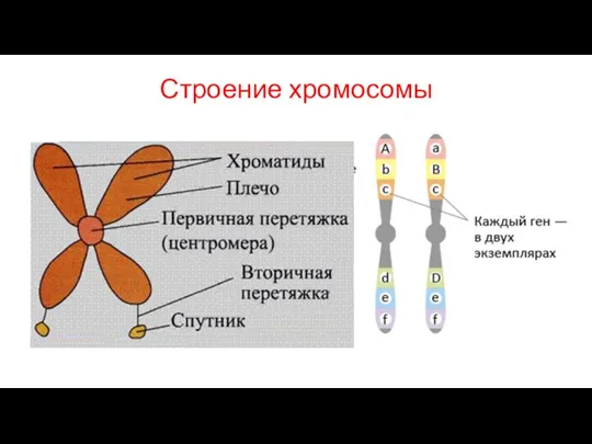 Строение хромосомы