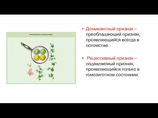 Доминантный признак – преобладающий признак, проявляющийся всегда в потомстве. Рецессивный признак