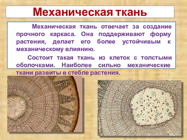 Механическая ткань Механическая ткань отвечает за создание прочного каркаса. Она поддерживают