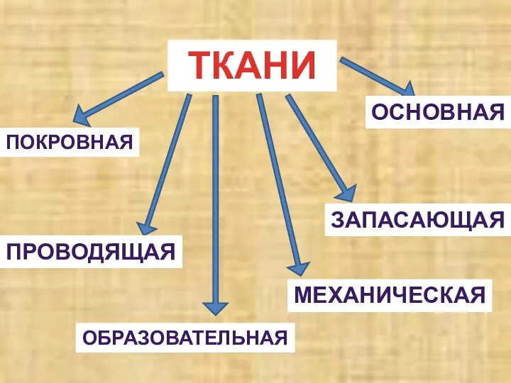 ТКАНИ ОБРАЗОВАТЕЛЬНАЯ ПОКРОВНАЯ МЕХАНИЧЕСКАЯ ПРОВОДЯЩАЯ ОСНОВНАЯ ЗАПАСАЮЩАЯ