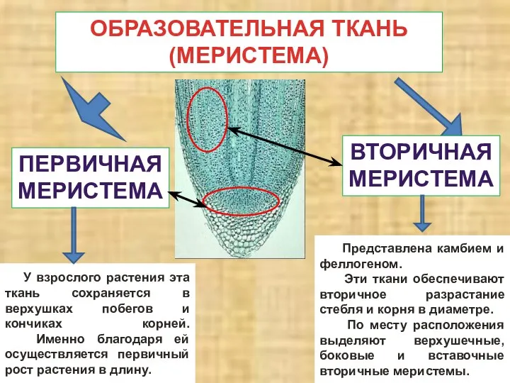 ОБРАЗОВАТЕЛЬНАЯ ТКАНЬ (МЕРИСТЕМА) ПЕРВИЧНАЯ МЕРИСТЕМА ВТОРИЧНАЯ МЕРИСТЕМА У взрослого растения эта