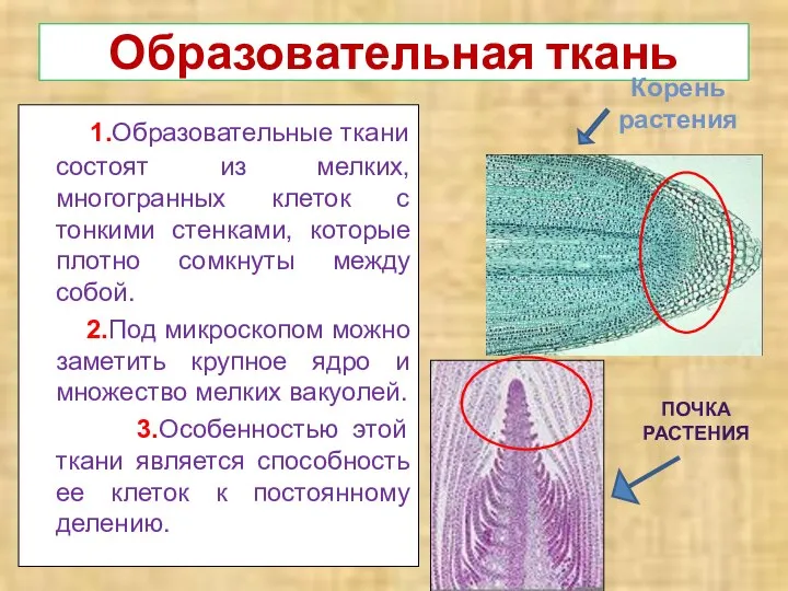 Образовательная ткань 1.Образовательные ткани состоят из мелких, многогранных клеток с тонкими