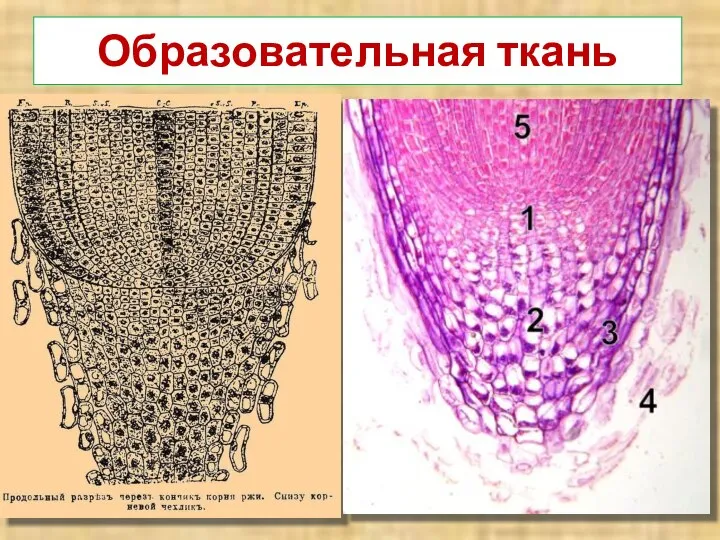 Образовательная ткань