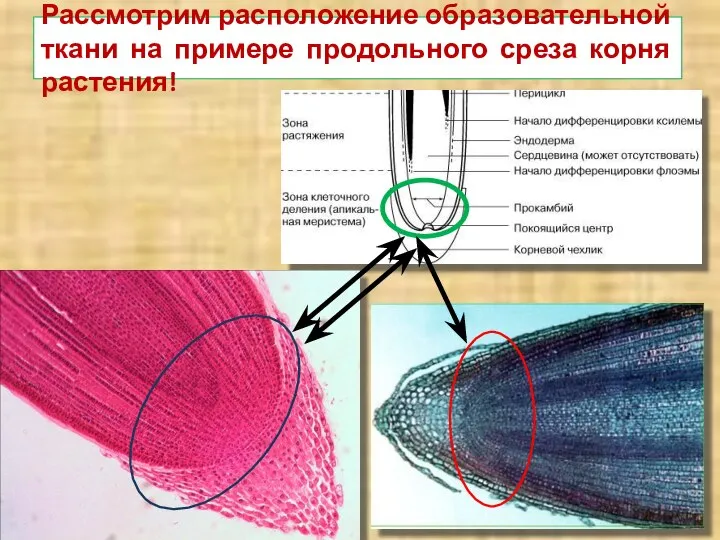 Рассмотрим расположение образовательной ткани на примере продольного среза корня растения!