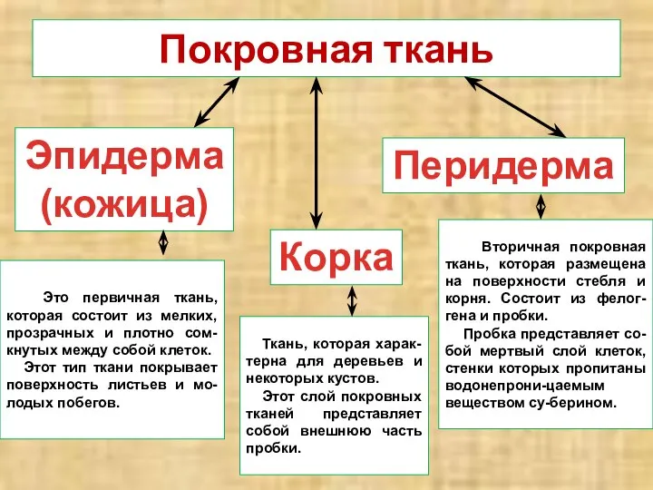 Покровная ткань Эпидерма (кожица) Перидерма Корка Это первичная ткань, которая состоит