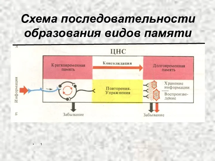 Схема последовательности образования видов памяти 1