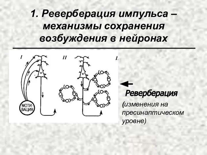 1. Реверберация импульса – механизмы сохранения возбуждения в нейронах 1 Реверберация (изменения на пресинаптическом уровне)