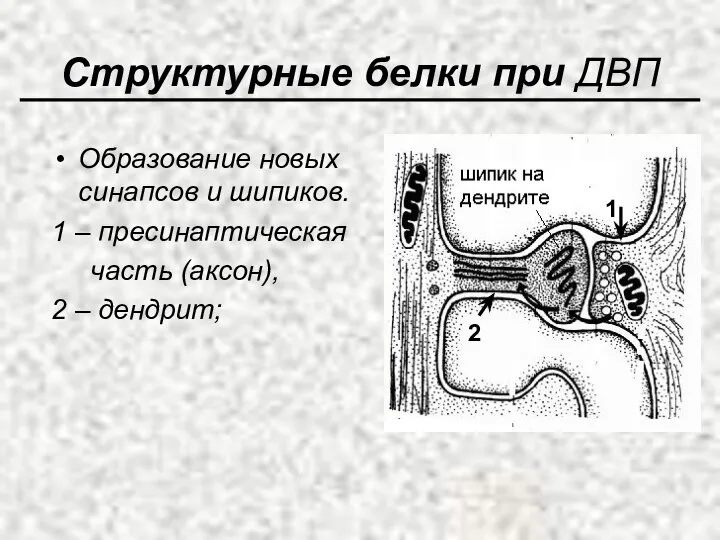 Структурные белки при ДВП Образование новых синапсов и шипиков. 1 –