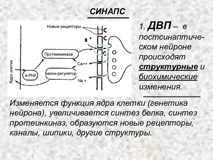 1. ДВП – в постсинаптиче-ском нейроне происходят структурные и биохимические изменения.