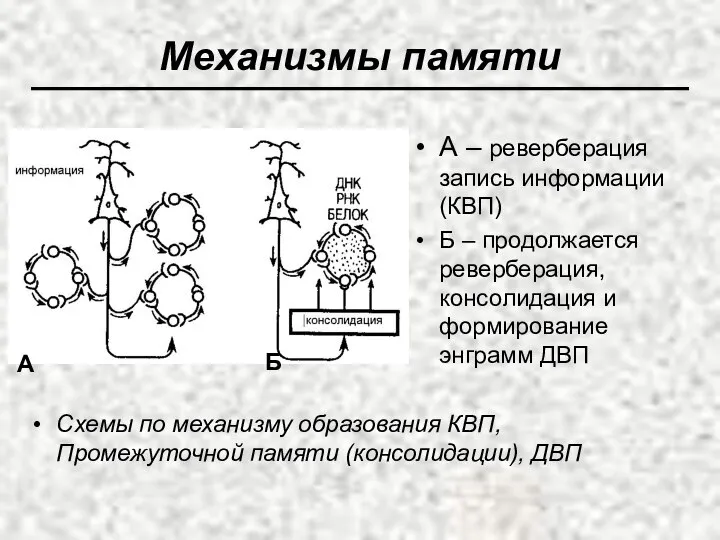 Механизмы памяти Схемы по механизму образования КВП, Промежуточной памяти (консолидации), ДВП