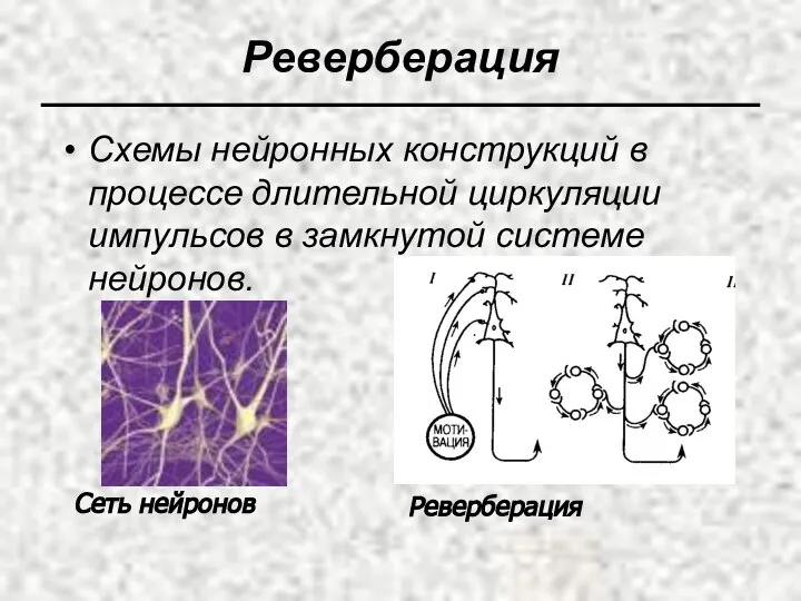 Реверберация Схемы нейронных конструкций в процессе длительной циркуляции импульсов в замкнутой системе нейронов. Сеть нейронов Реверберация