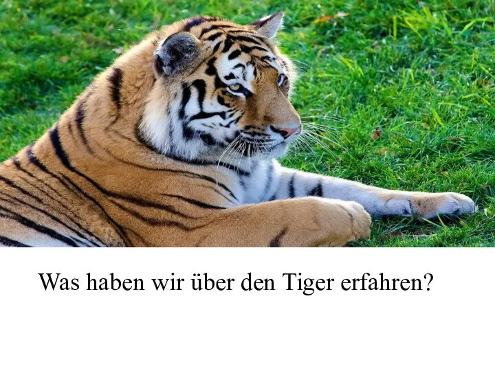 Was haben wir über den Tiger erfahren?