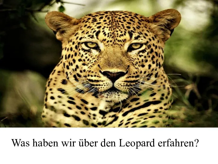 Was haben wir über den Leopard erfahren?