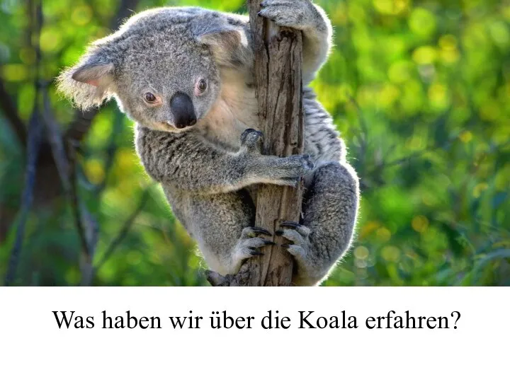 Was haben wir über die Koala erfahren?