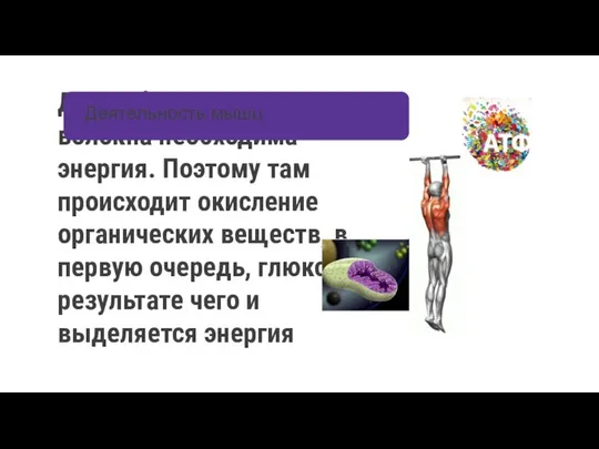 Для работы мышечного волокна необходима энергия. Поэтому там происходит окисление органических