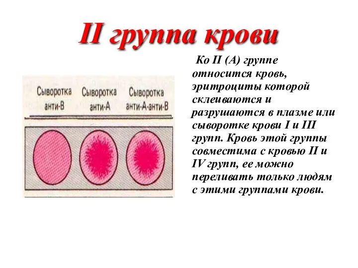 II группа крови Ко II (А) группе относится кровь, эритроциты которой