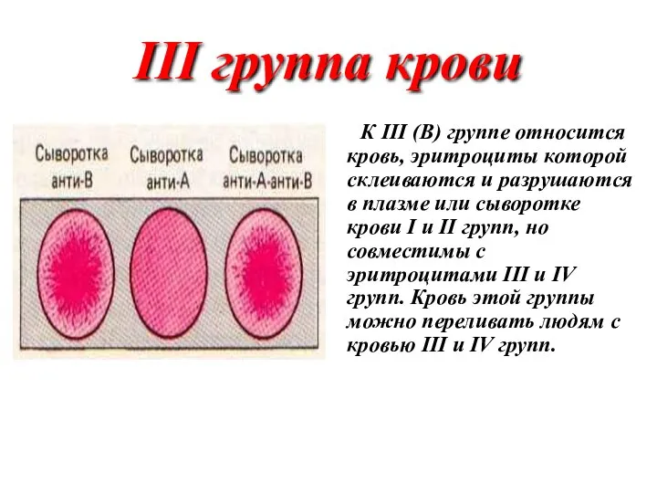 III группа крови К III (В) группе относится кровь, эритроциты которой