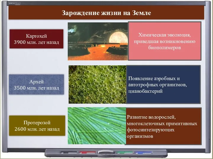 Зарождение жизни на Земле Картохей 3900 млн. лет назад Архей 3500