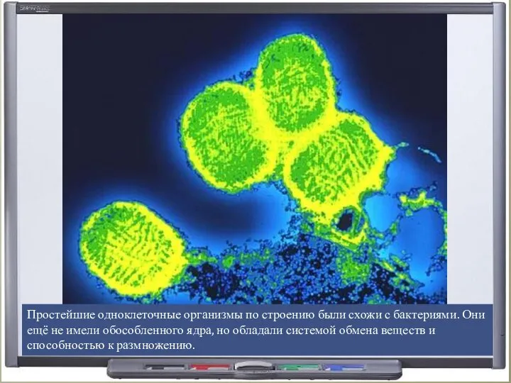 Простейшие одноклеточные организмы по строению были схожи с бактериями. Они ещё