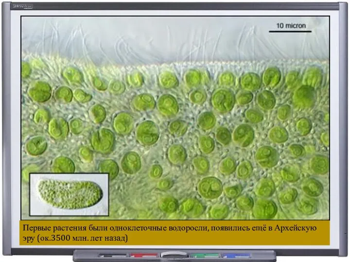 Первые растения были одноклеточные водоросли, появились ещё в Архейскую эру (ок.3500 млн. лет назад)
