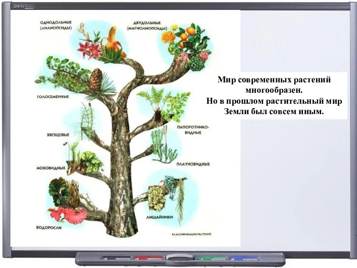 Мир современных растений многообразен. Но в прошлом растительный мир Земли был совсем иным.