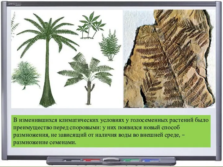 В изменившихся климатических условиях у голосеменных растений было преимущество перед споровыми: