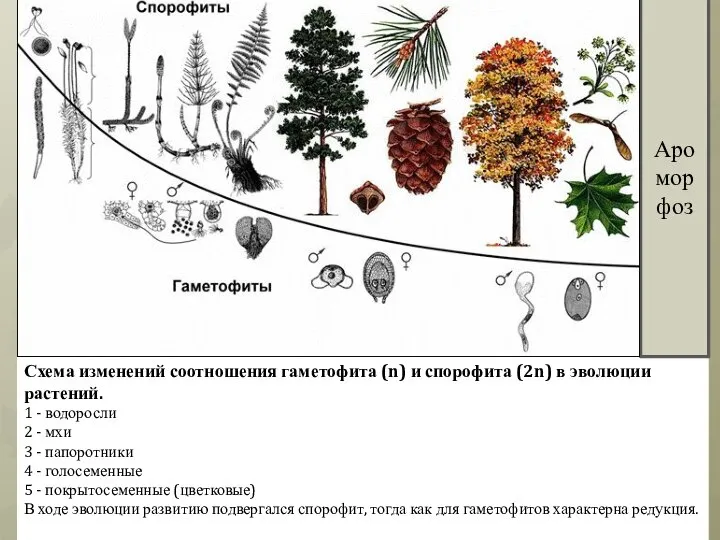 Схема изменений соотношения гаметофита (n) и спорофита (2n) в эволюции растений.