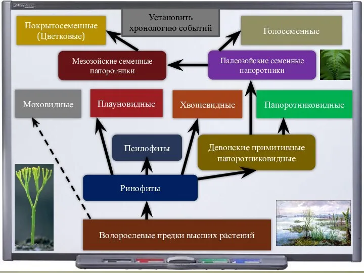 Водорослевые предки высших растений Ринофиты Псилофиты Девонские примитивные папоротниковидные Моховидные Плауновидные
