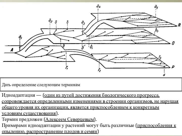 Идиоадаптация — (один из путей достижения биологического прогресса, сопровождается определенными изменениями